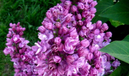 六月丁香视频,浪漫绽放的短视频盛宴